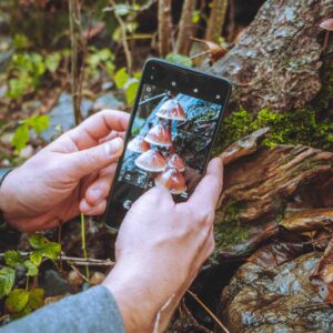 Person taking a picture with a cell phone of mushrooms on the front of a tree